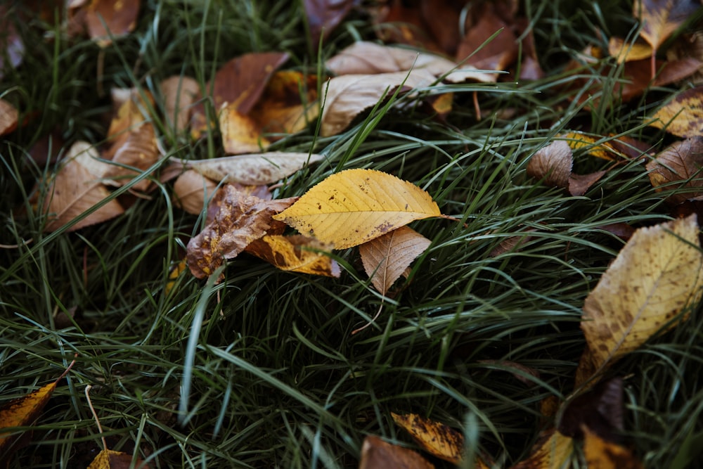 a group of leaves on grass