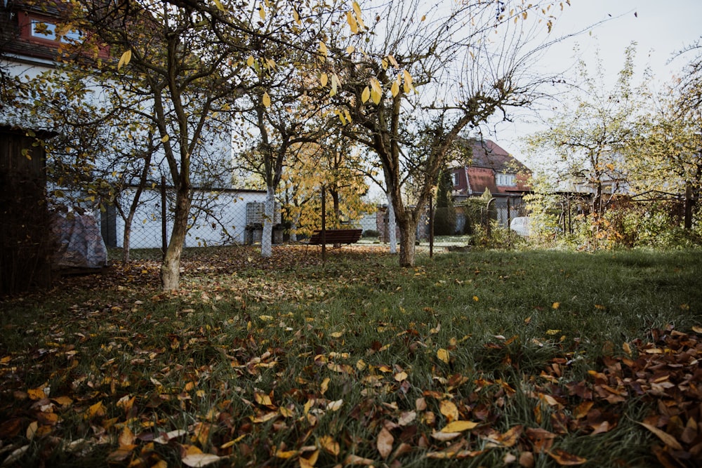 a yard with trees and grass