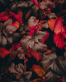 A collection of leaves with rich autumn colors, predominantly in shades of deep red and brown. The leaves appear crisp and textured, with some edges slightly curled, indicating the seasonal transition. The background is softly blurred, emphasizing the vivid foliage in the foreground.