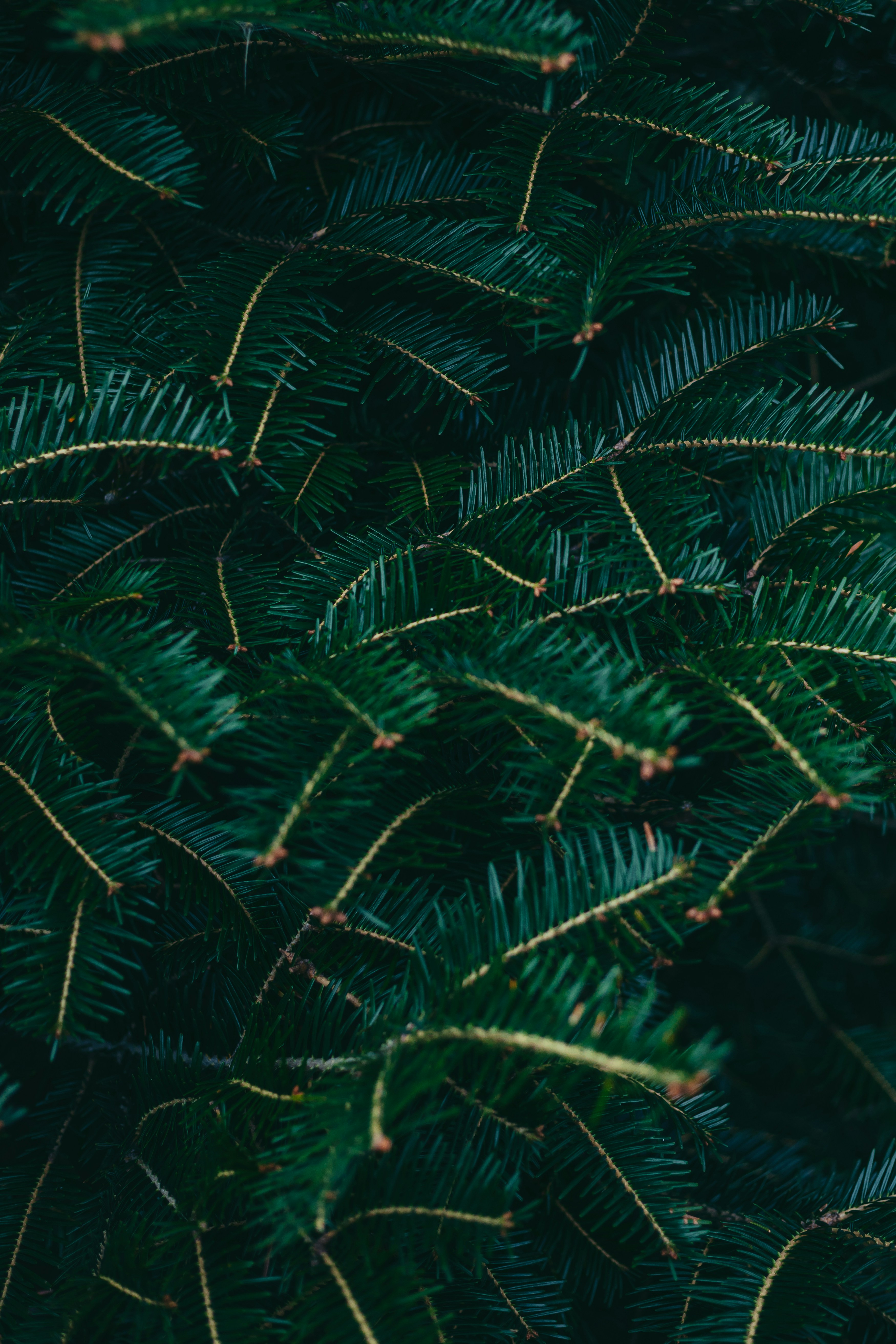 halloween wallpaper textures, wallpaper, Simple Halloween Crafts for Adults with Disabilities 4