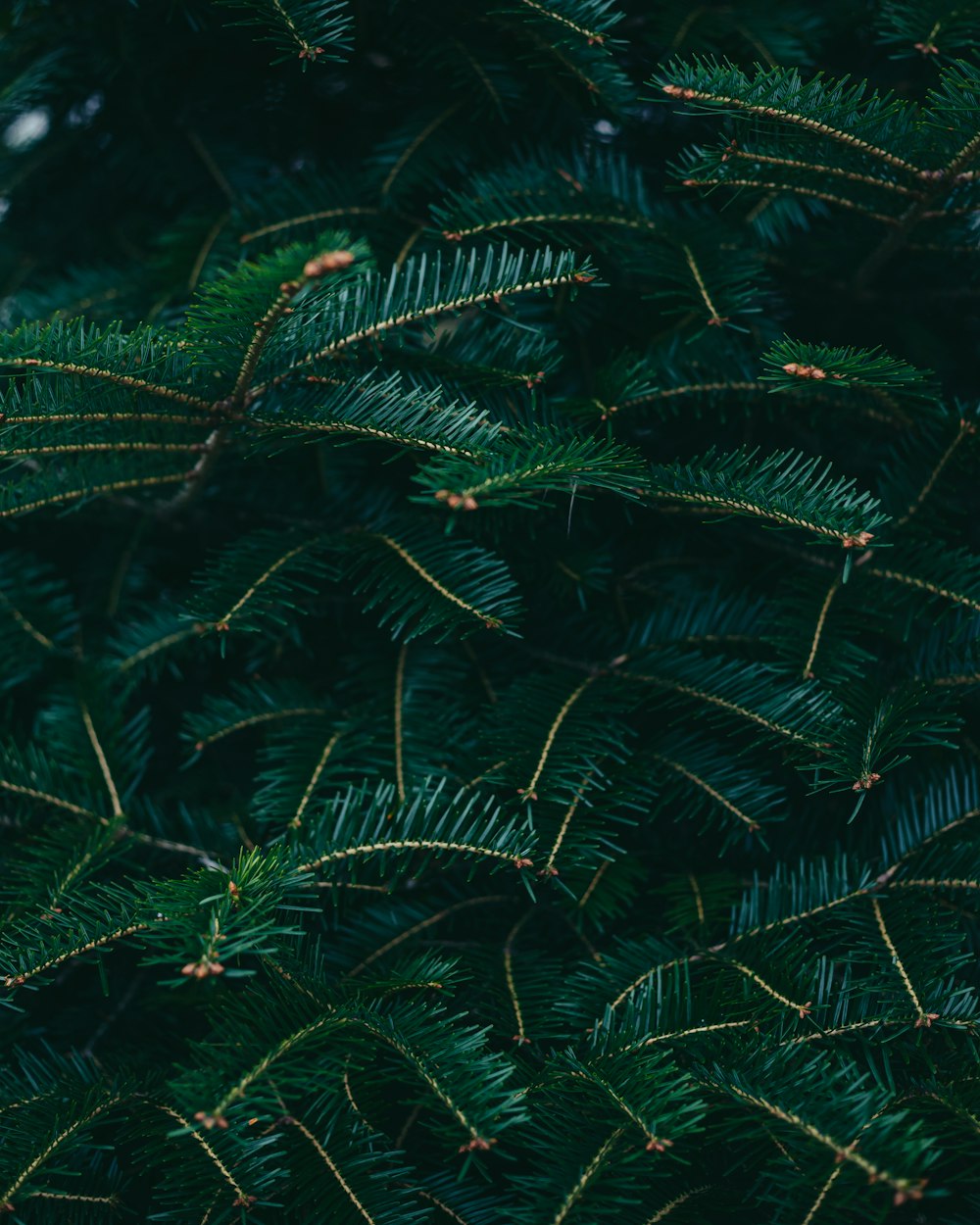 a close-up of a tree