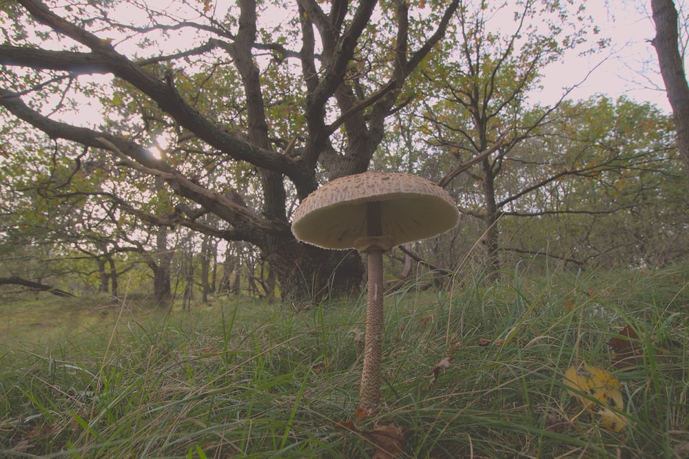 a mushroom growing in a grassy area