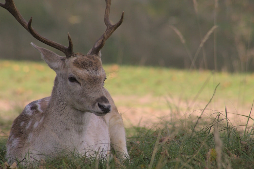 a deer with antlers in a grassy area