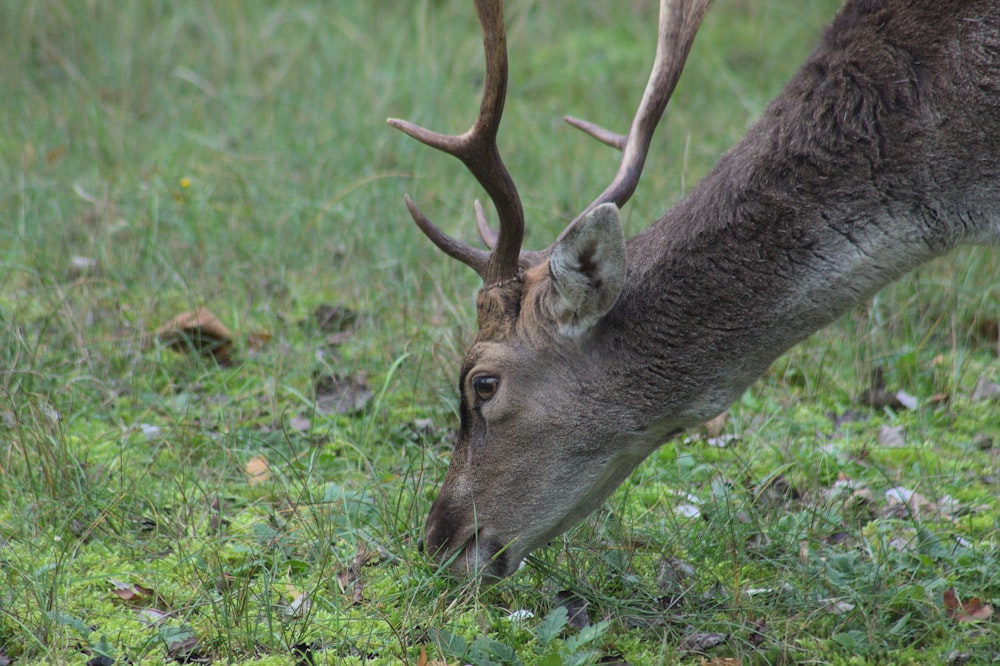 a deer with antlers in the grass