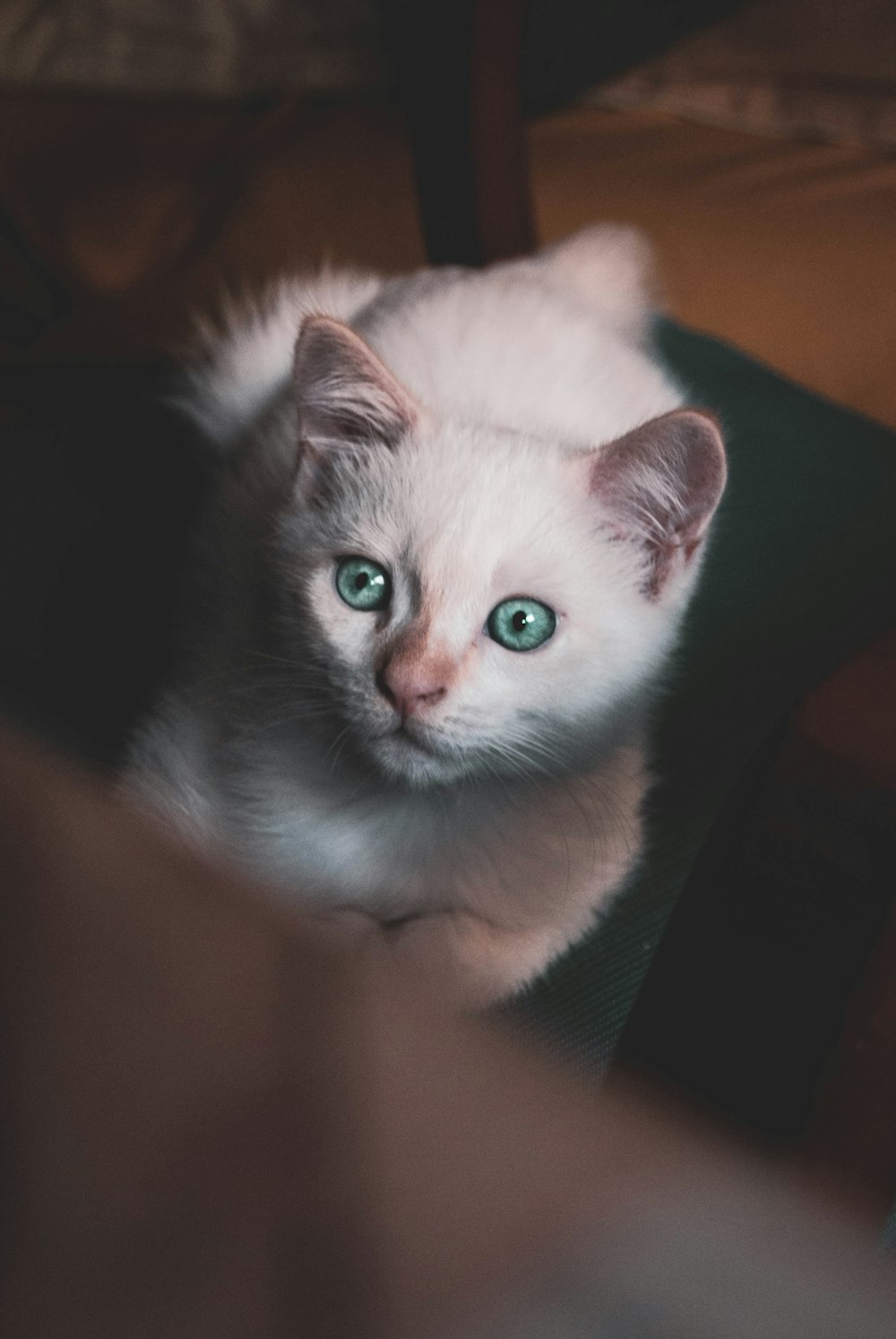 a cat with a human hand