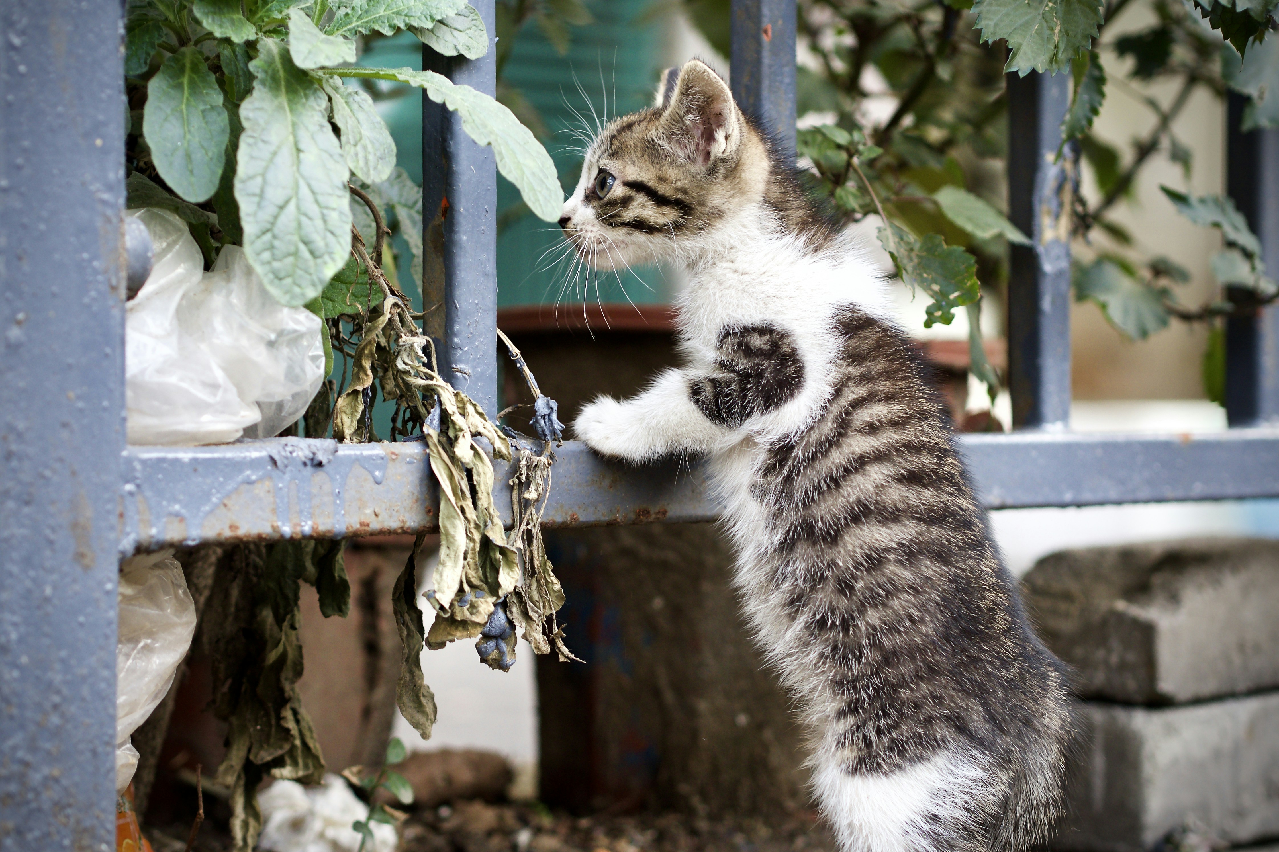 14 Kitten Behavior Training Tricks for Reducing Scratching Issues