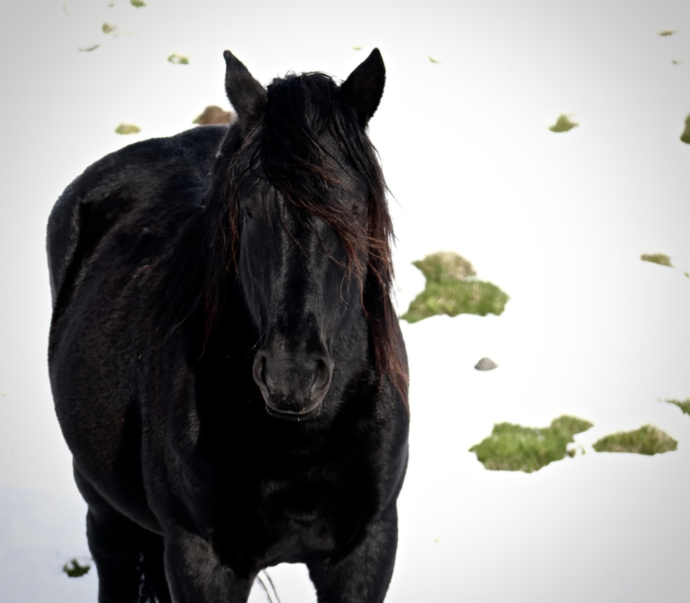 a horse with a plant on its head