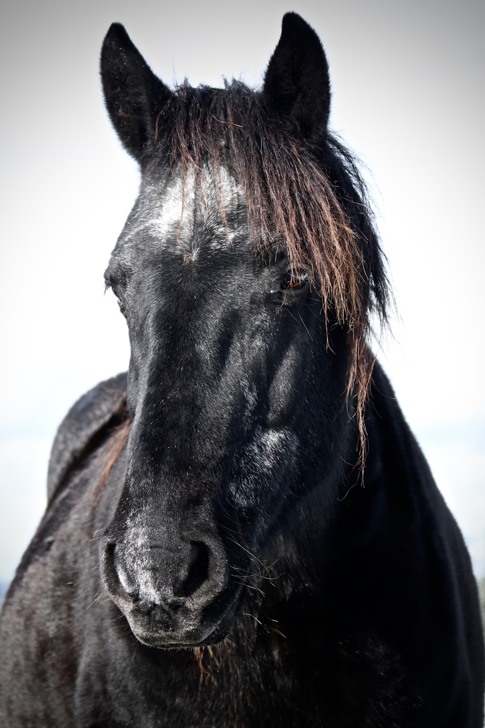 a black horse with a white background