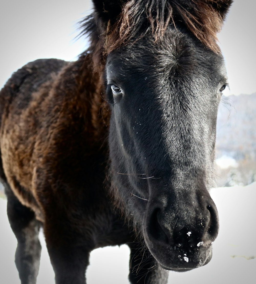 a horse standing in the snow