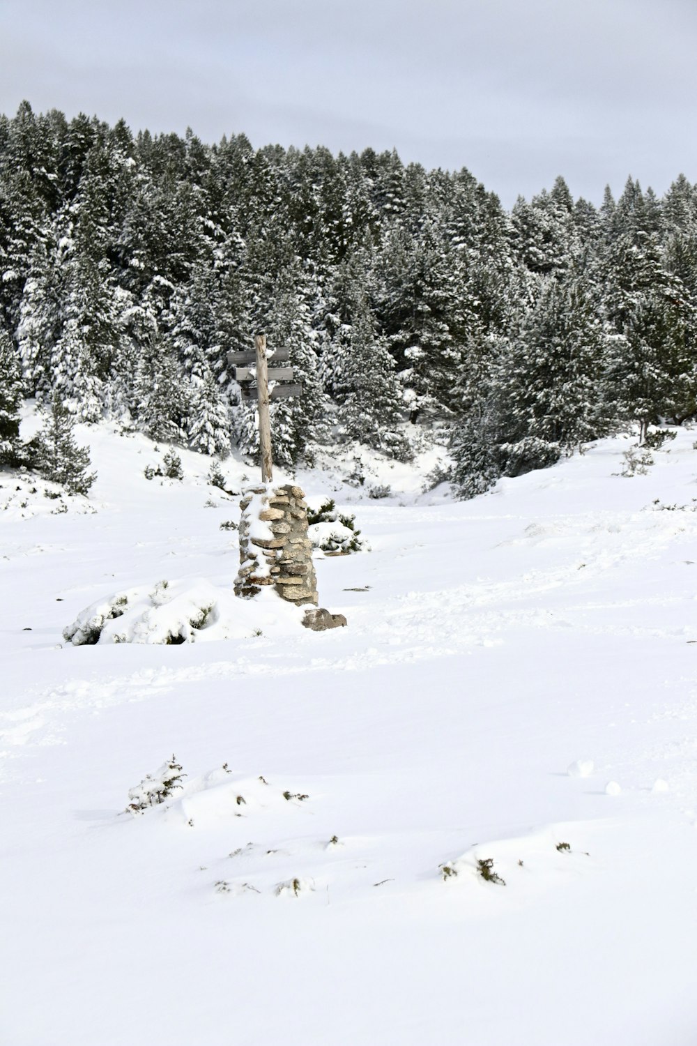 a snowy landscape with trees