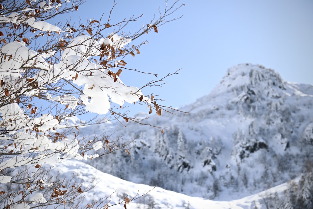 a snowy hill with trees