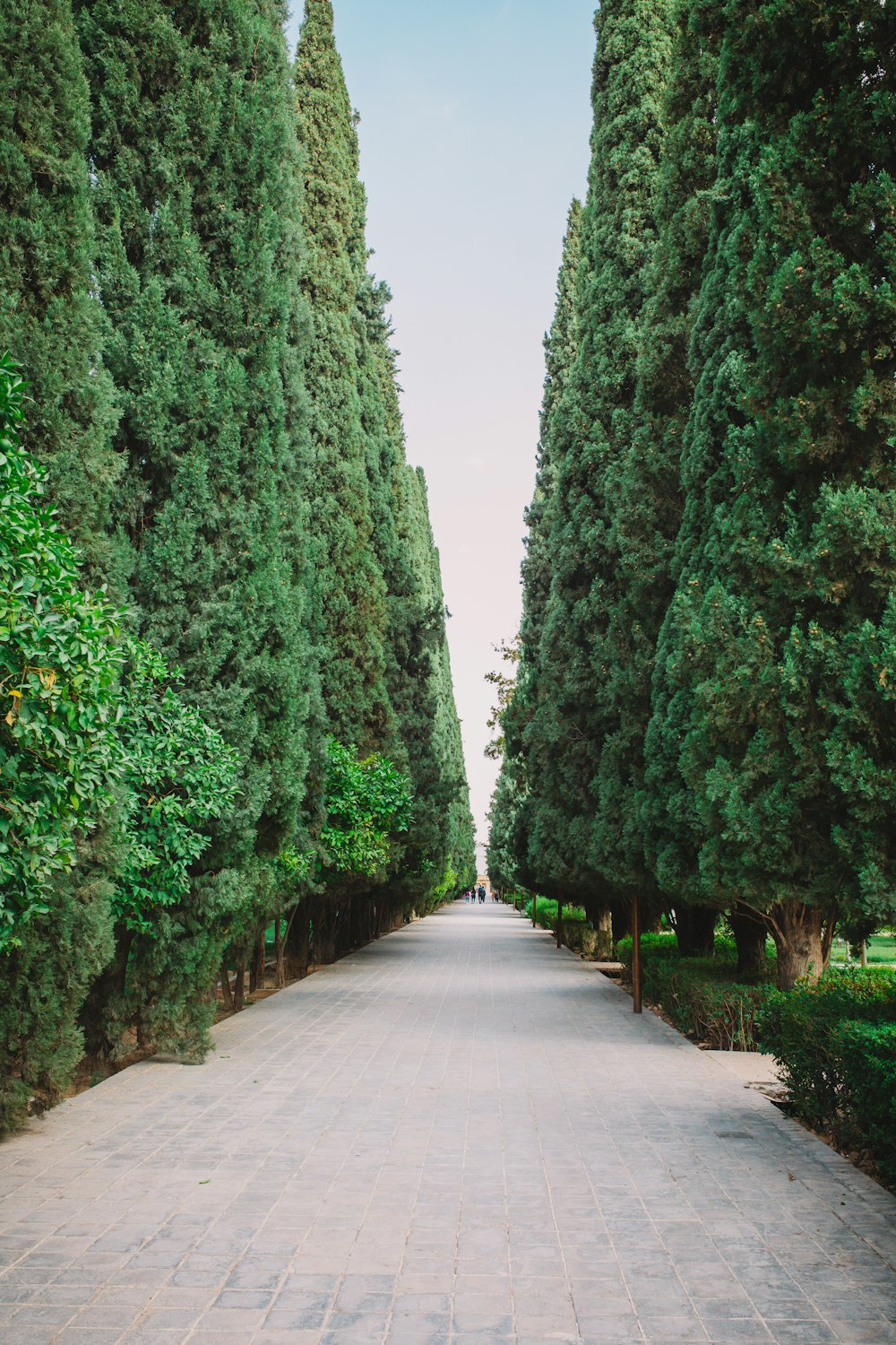 a path with trees on either side