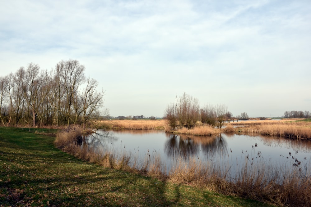 a body of water with grass and trees around it