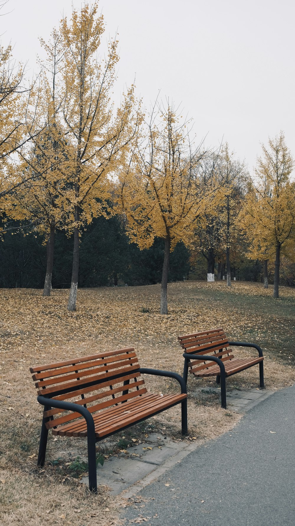 benches in a park