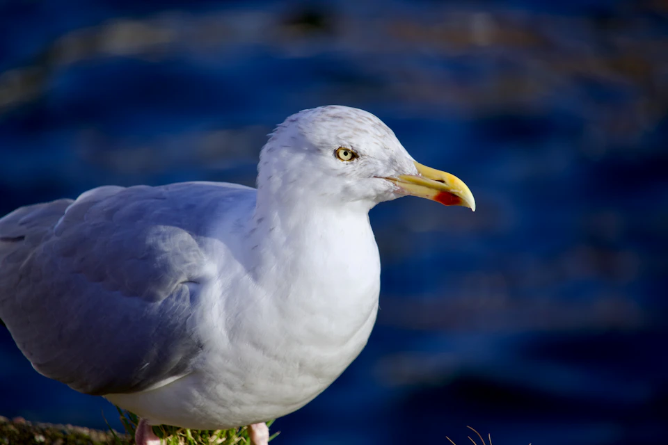 Seagull perched on a rock with white body and gray wings facing right