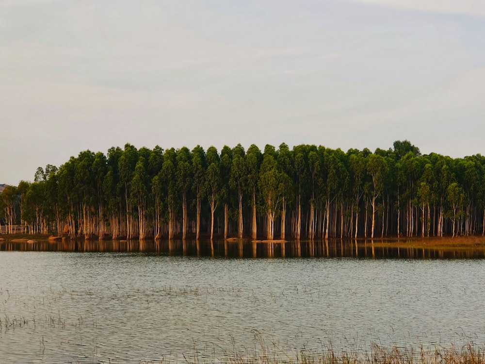 a body of water with trees along it
