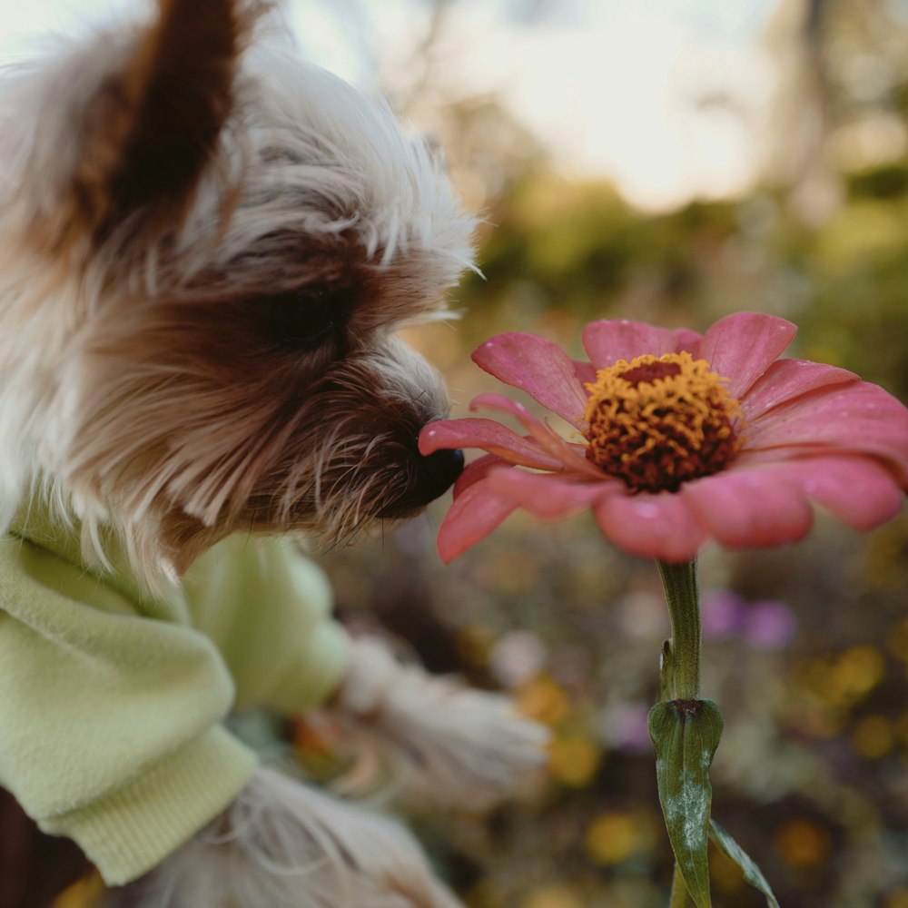 a dog smelling a flower