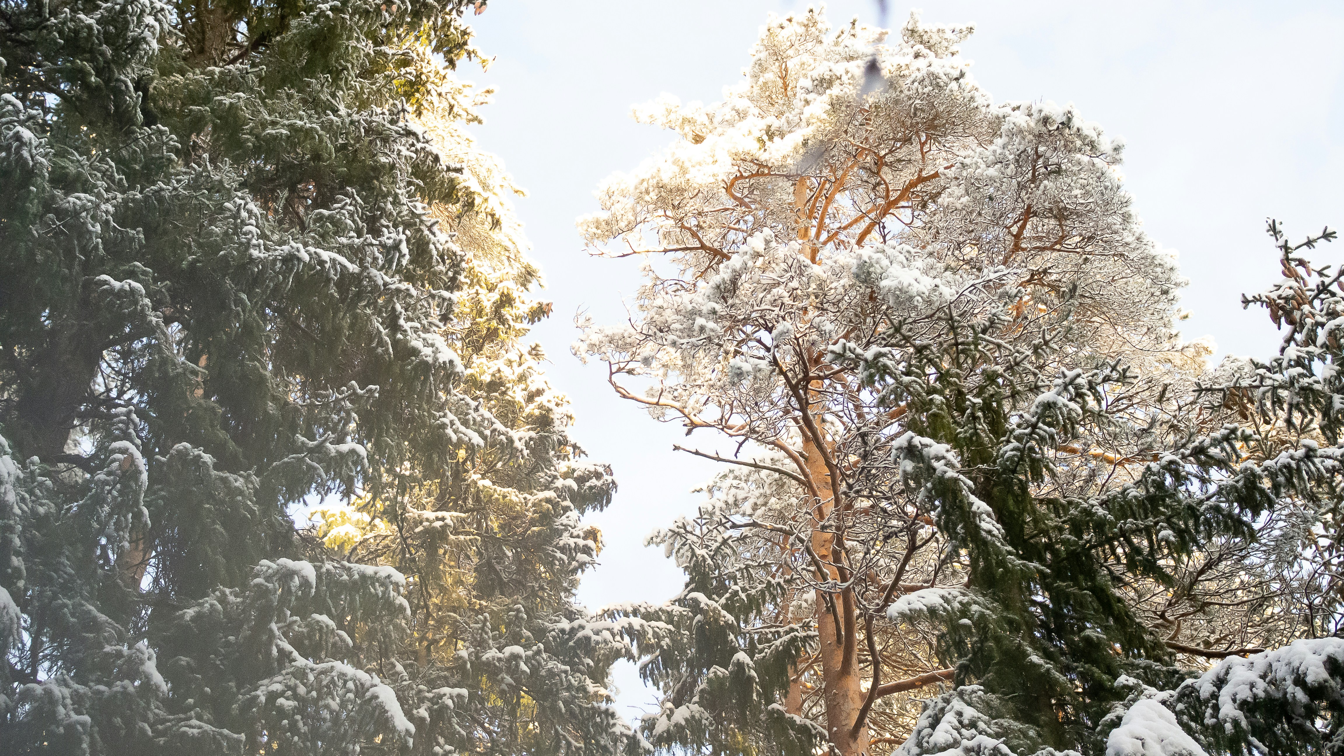雪に覆われた木々のグループ