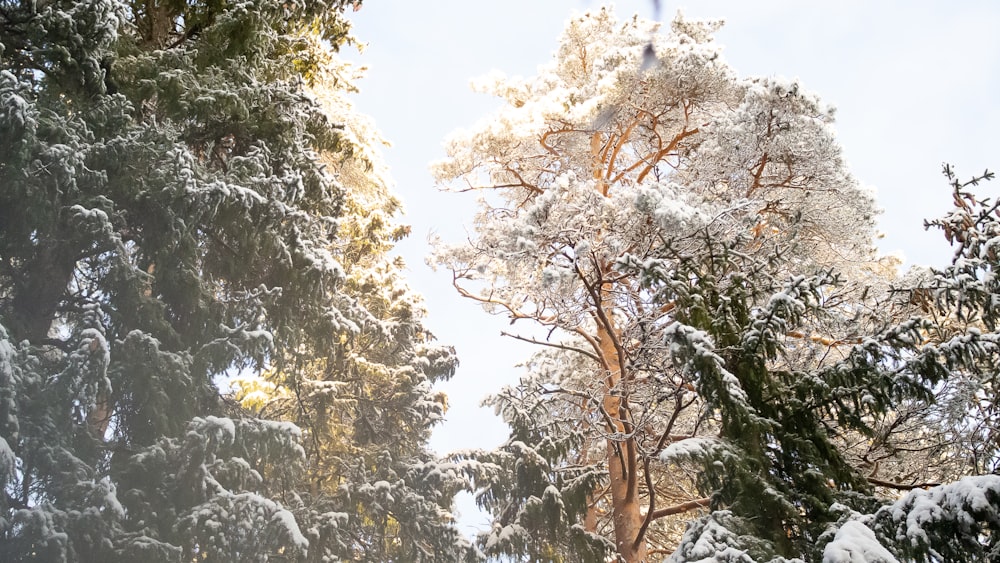 a group of trees covered in snow