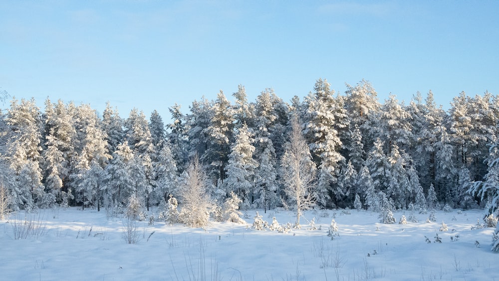 a snowy field with trees