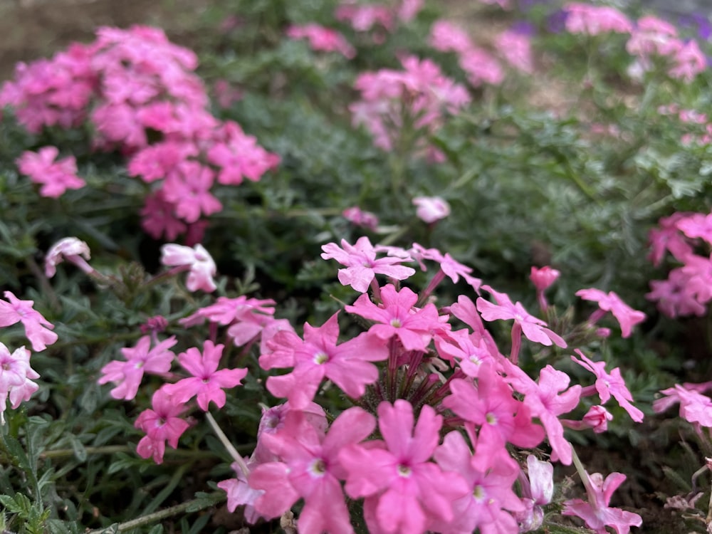 a group of pink flowers