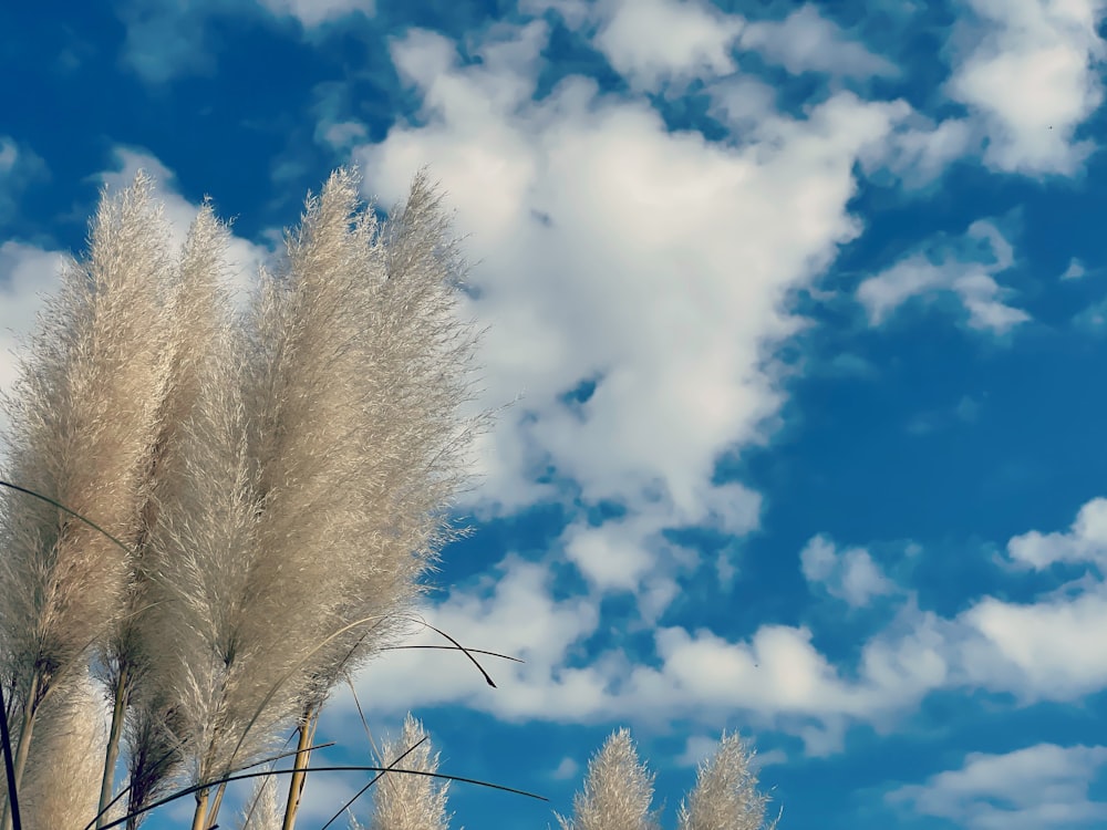 a close-up of some wheat