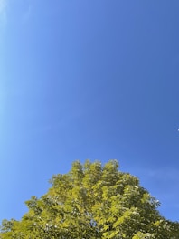 a tree with blue sky