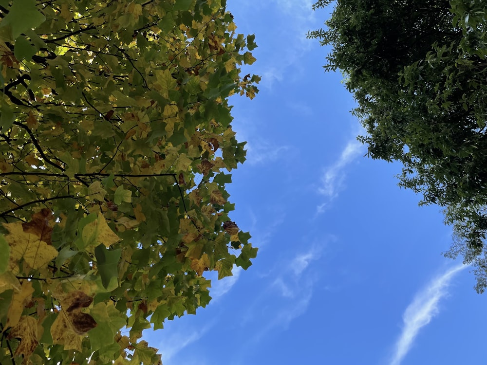 a tree with leaves