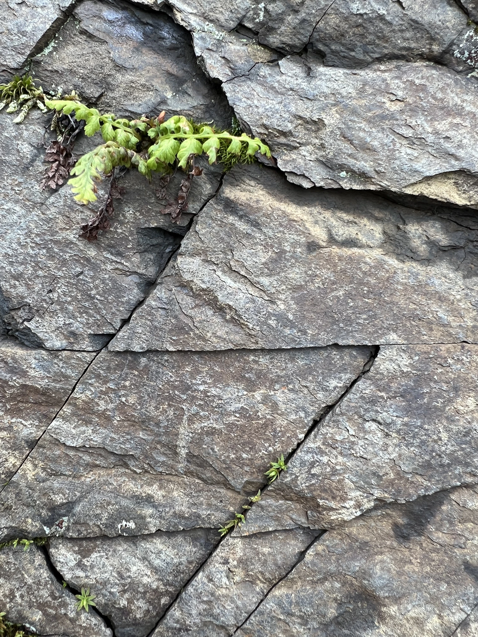 a plant growing in a crack in the ground
