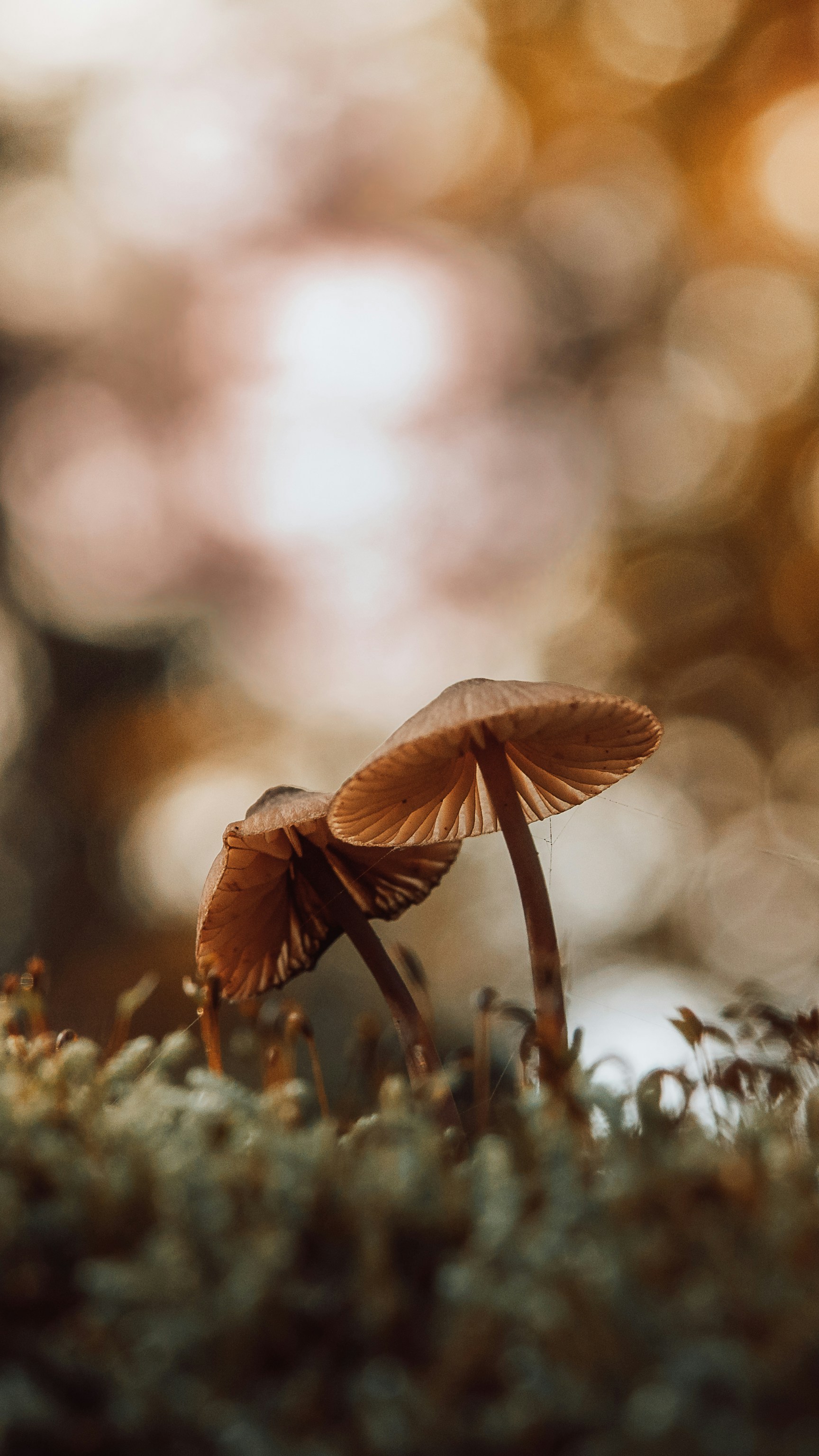 Photo by masoodaslami