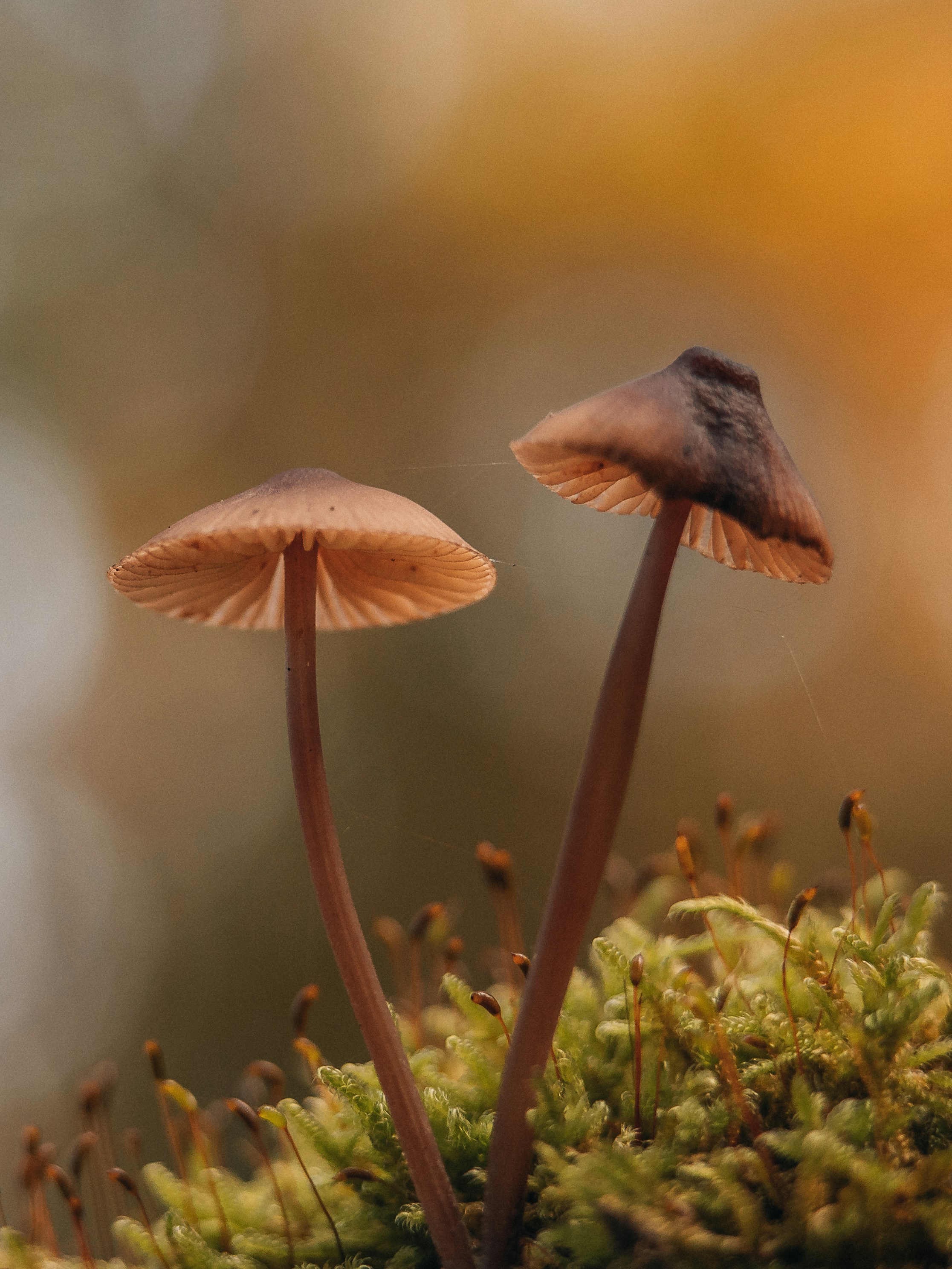 Photo by masoodaslami