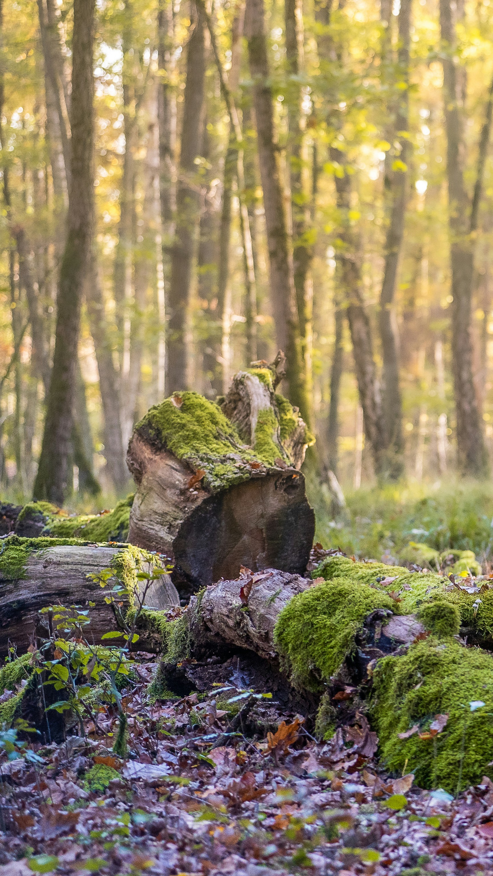 Photo by masoodaslami