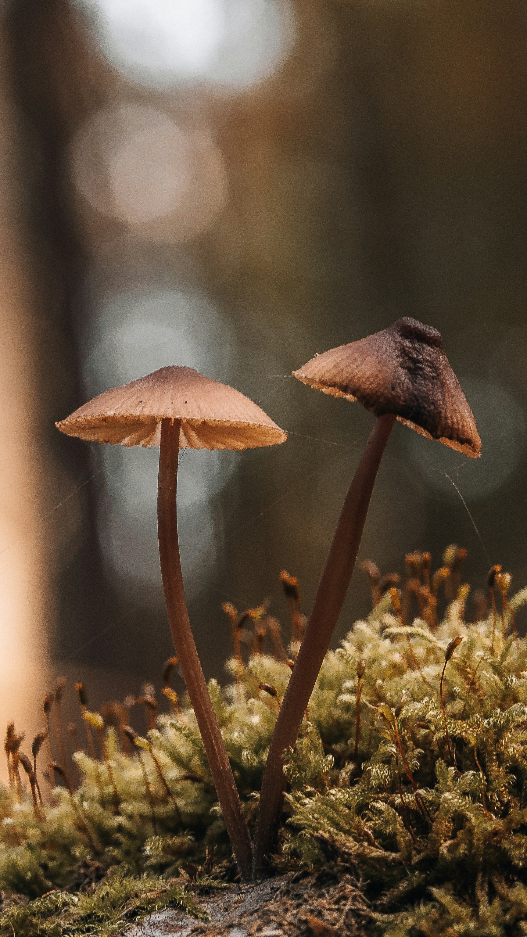 Photo by masoodaslami