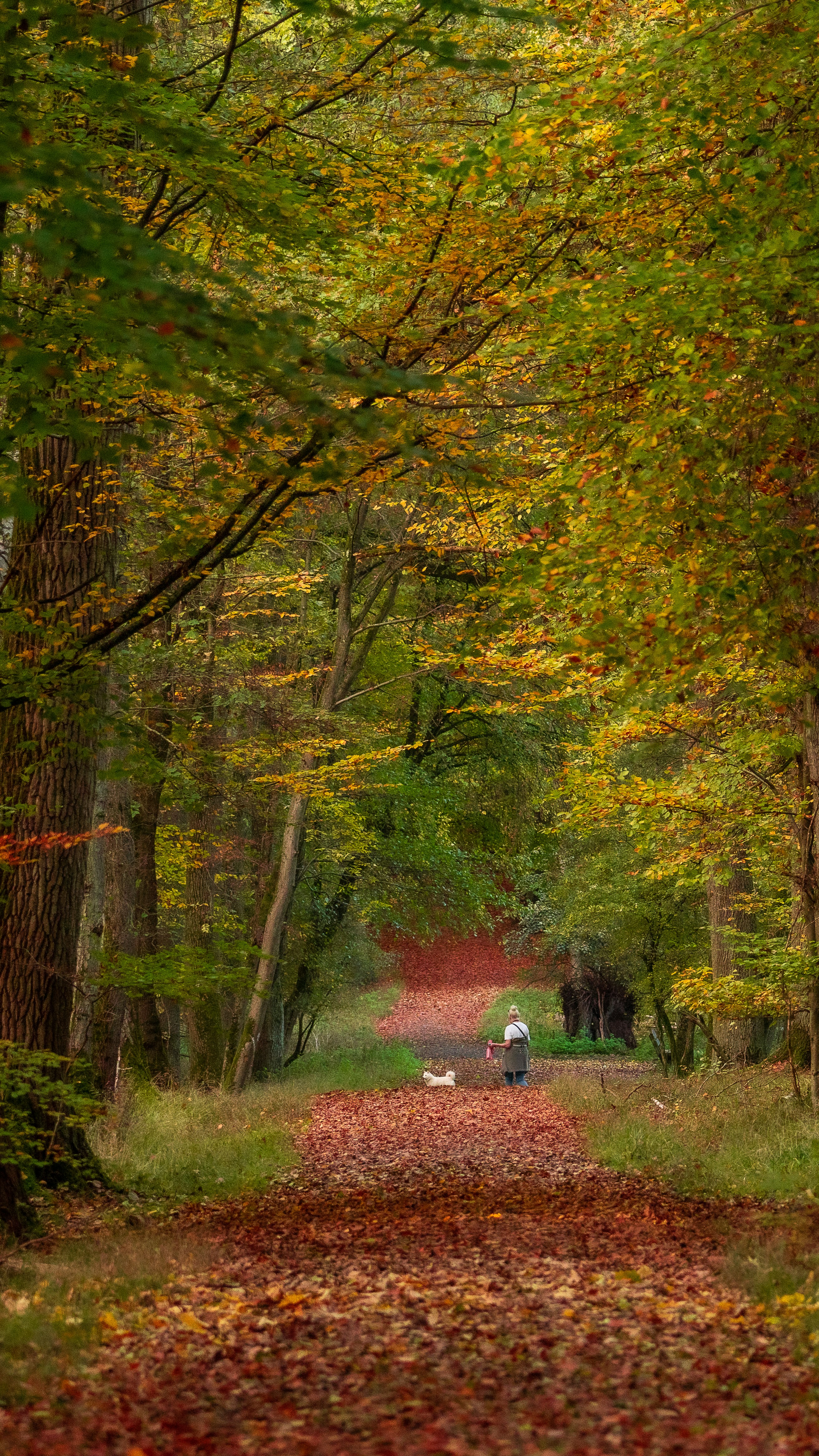 A person walking on a path in a forest photo – Free Autumn Image on ...