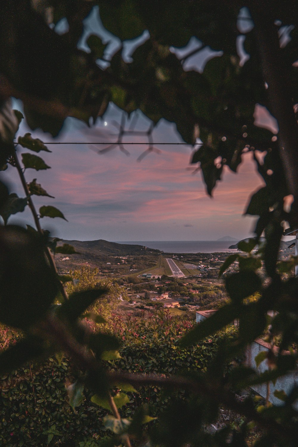 a view of a city from a tree