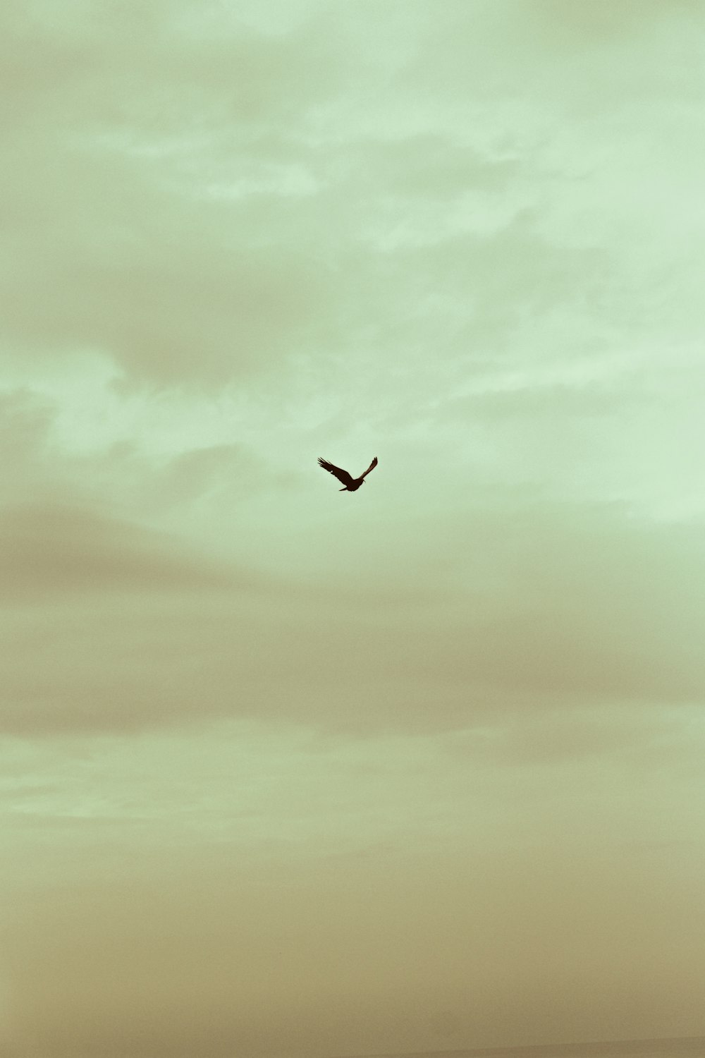 Un oiseau volant dans le ciel