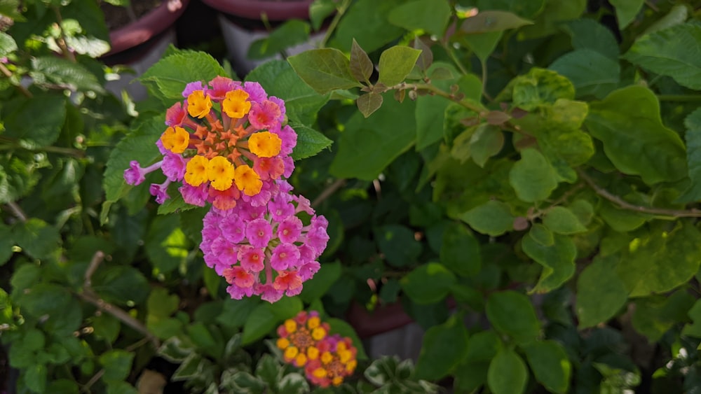 a group of flowers