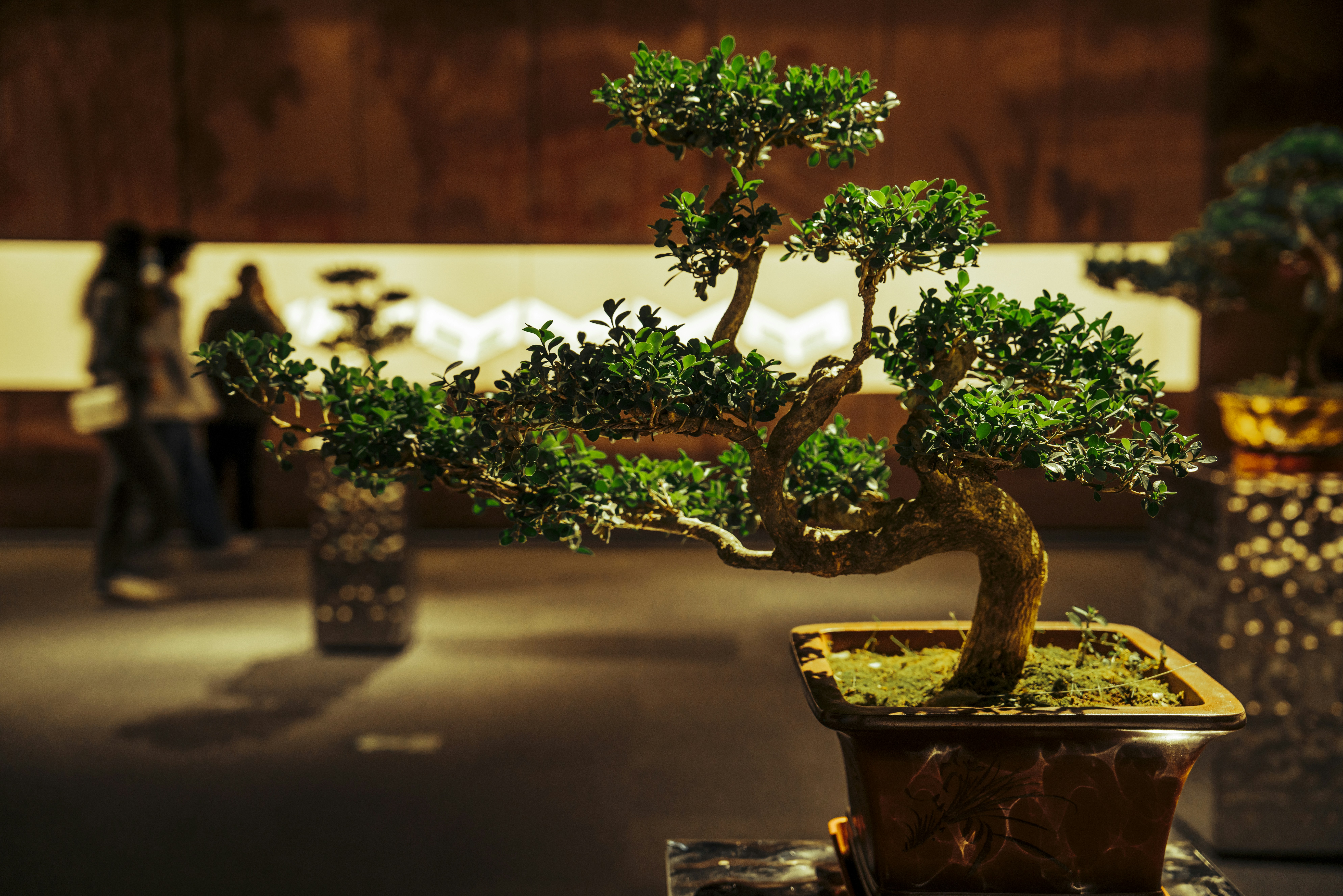 A Kingsville boxwood bonsai tree with a twisted trunk, symbolizing patience and harmony, displayed in an exhibition setting. 