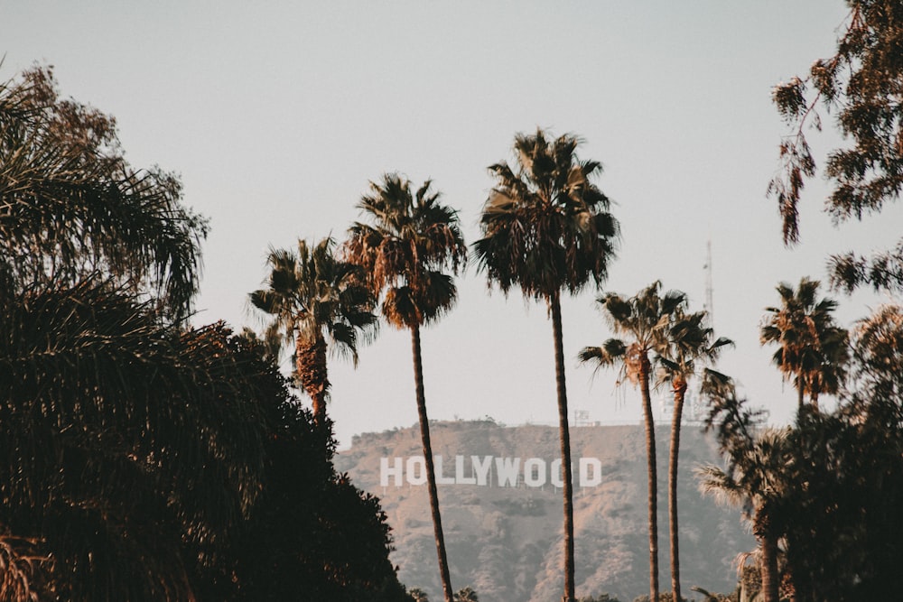 a group of palm trees