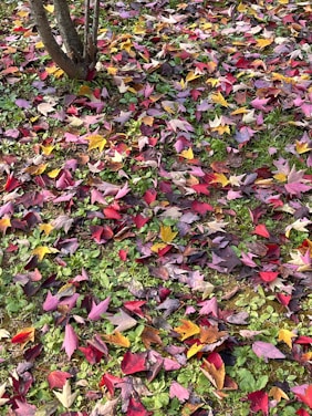 a pile of leaves