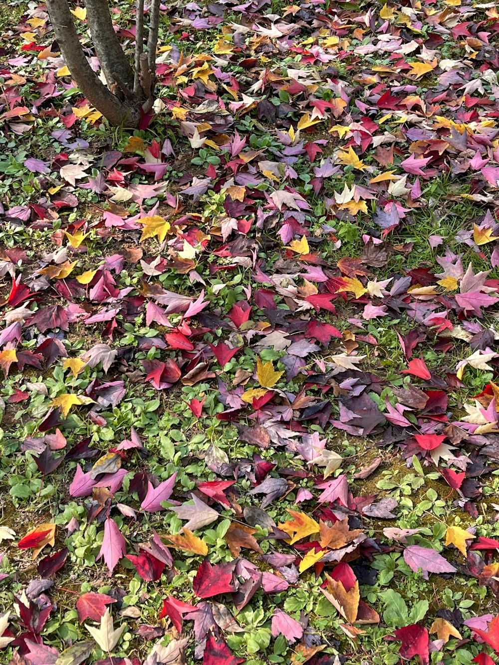 a pile of leaves