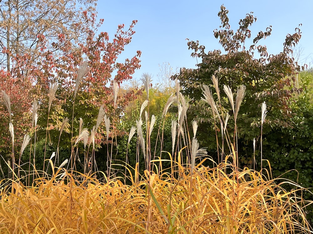 a field of tall grass and trees