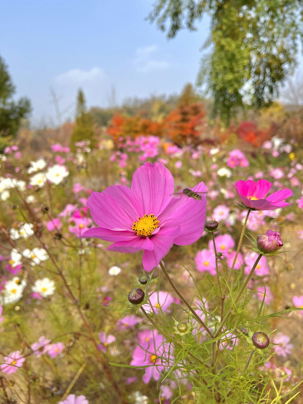 a close up of a flower