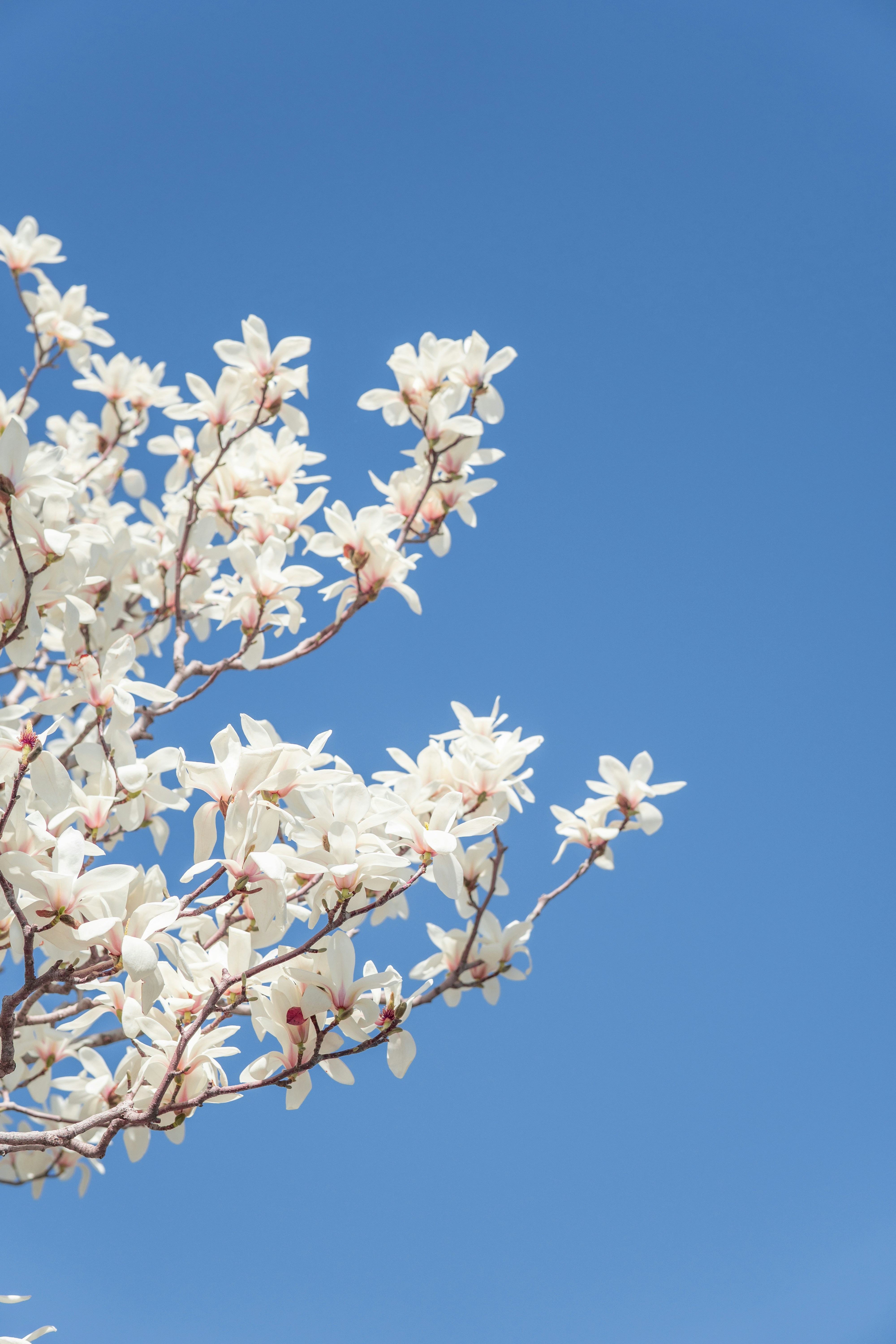 A tree with white flowers photo Free Nature Image on Unsplash