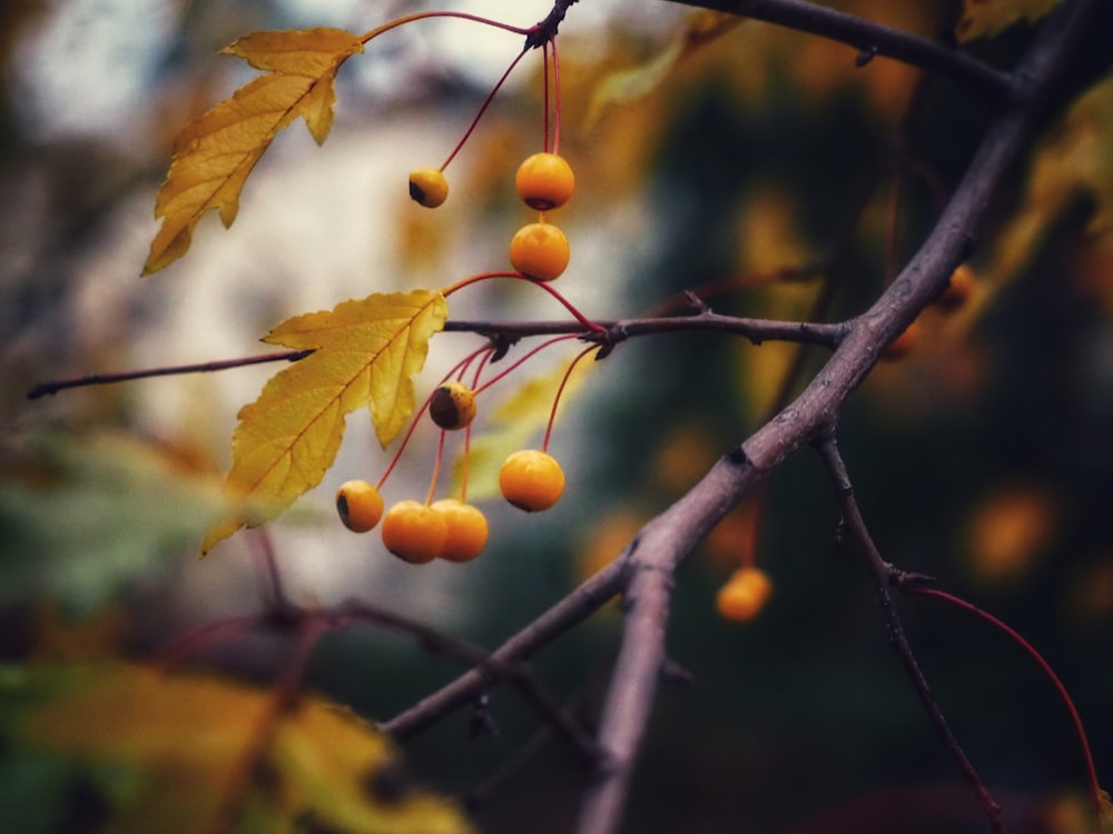 a close-up of some berries