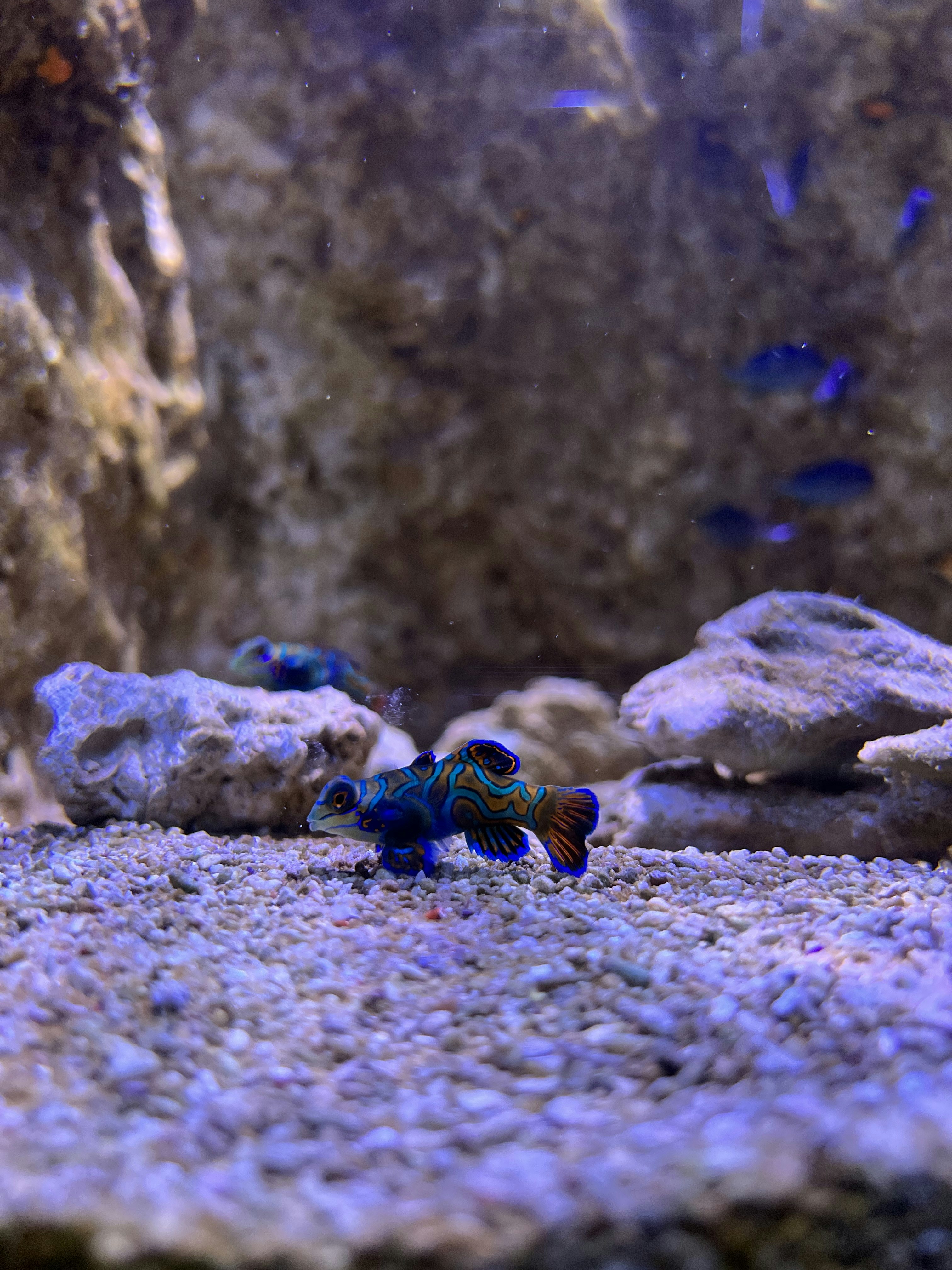 A colorful bug on a rock photo – Free Aquatic Image on Unsplash