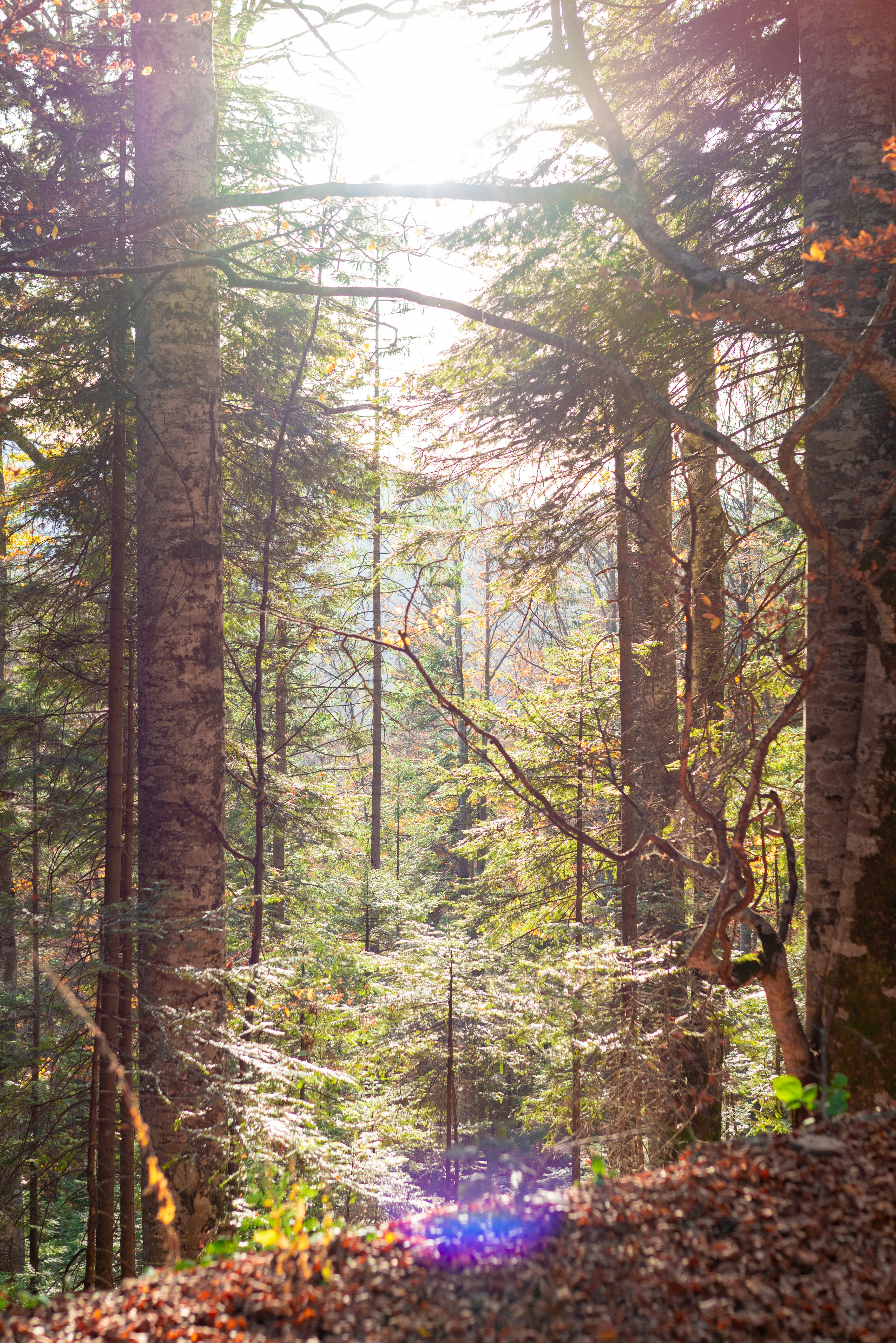 Photo by chernomortseva