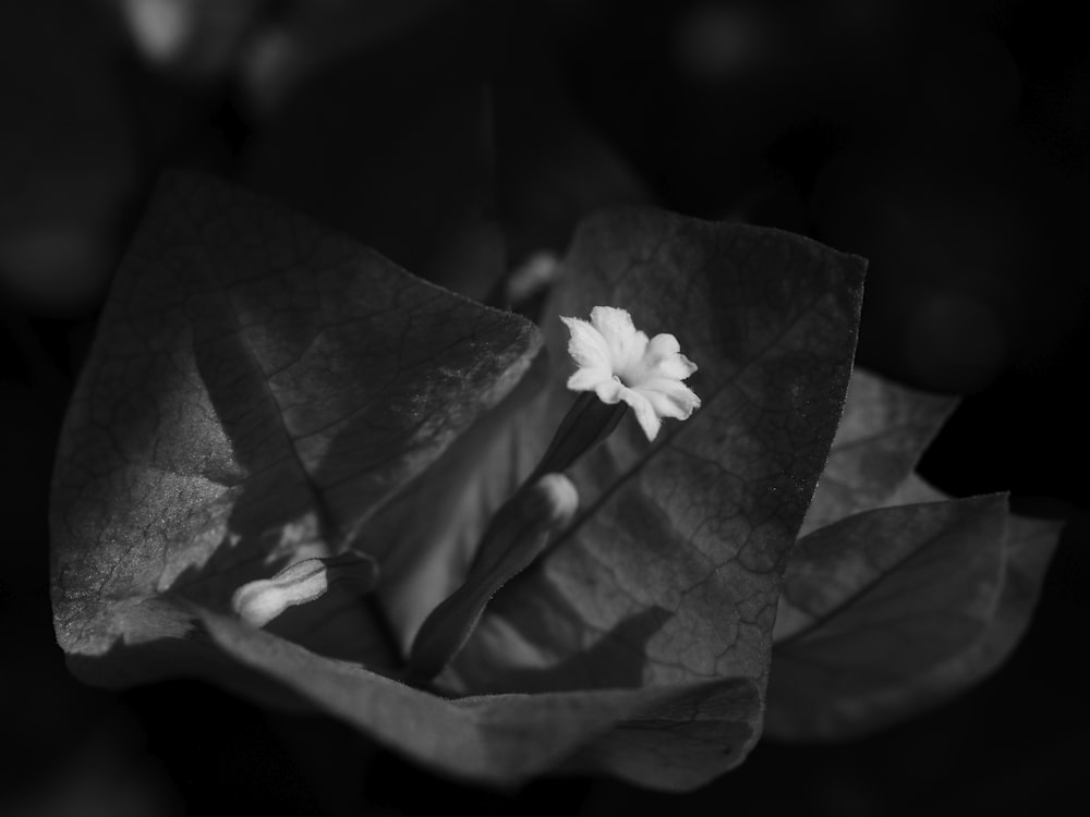 a close-up of a flower