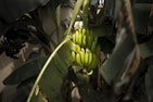 a bunch of bananas on a tree