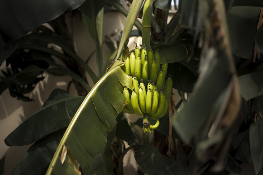 a bunch of bananas on a tree